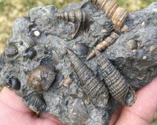 Last One Top Weitendorf Massmortality Gastropods Shell Fossil Sea Pecten Aeons
