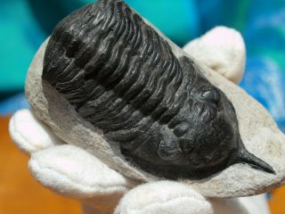 Rare High Detail Devonian Trilobite Fossil 3.  42 " Inch