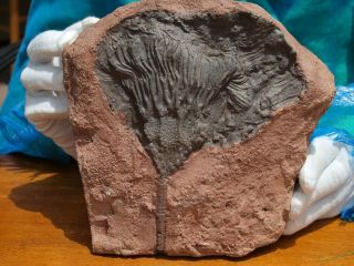 Detailed Scyphocrinites Crinoid Fossil From Morocco 7.  25 " 488 Million Years Old