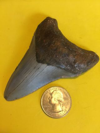 Megalodon Shark Tooth 3.  496 Inch No Restorations - Diver Direct
