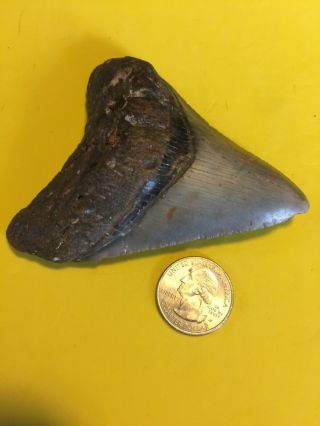 Megalodon Shark Tooth 3.  763 Inch No Restorations - Diver Direct