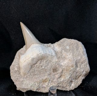 Fossil Otodus Obliquus Shark Tooth In Matrix,  Morocco