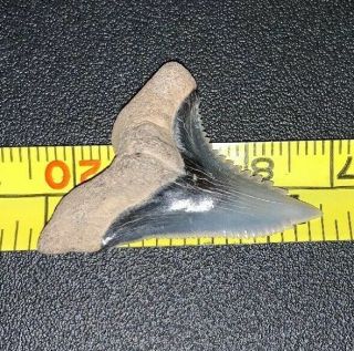 Sweet Fossil Hemipristis Serra Shark Tooth.  Miocene Of Virginia
