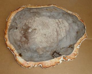 Polished Petrified Wood Full Round Slab With Bark 9 " X 7 - 1/2 " X 1/2” Thick