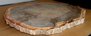 Polished Petrified Wood Full Round Slab with Bark 9 
