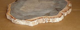 Polished Petrified Wood Full Round Slab with Bark 9 