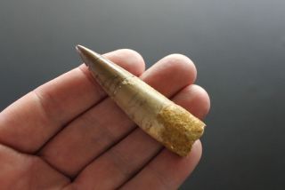 Fossil Spinosaurus Tooth Dinosaur Cretaceous South Morocco