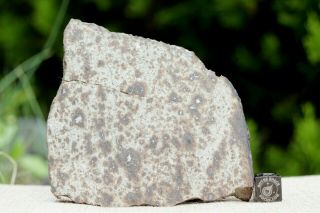 Nwa 7650 L6 Chondrite Meteorite 113 Gram Part Slice With Metal