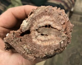 Reilly’s Rocks: Arizona Petrified Wood W/ Rare Polyrporites Wardii Fungus