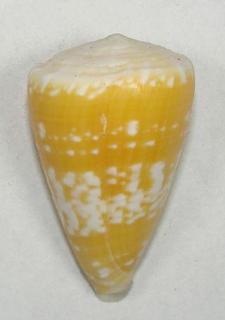Conus Ateralbus 38.  14mm Choice Rare Yellow Specimen Sal Island,  Cape Verde