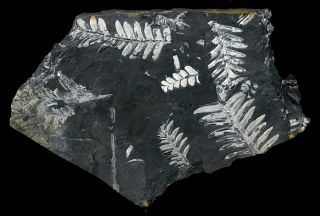 Extinctions - Rare Two - Sided White Fern Fossil Display Plate,  Pa - Great Detail