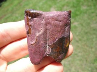 Colorful Purple Horse Molar Tooth Florida Fossils Teeth Jaw Bones Equus Ice Age