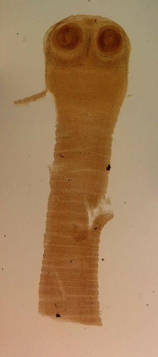 Antique Microscope Slide By Watson.  Head Of Taenia Medis Canellata.  (tapeworm)