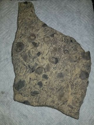 Fossils Silurian Period Tentaculites,  Seashells,  Brachiopod