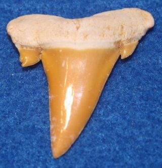 Extinct Mackerel Shark Tooth Serratolamna Koerti Togo Africa Fossil Teeth