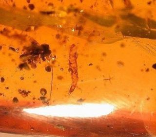 Very Rare Cretaceous Maggot Fly Larva In Burmite Amber Fossil From Dinosaur Age