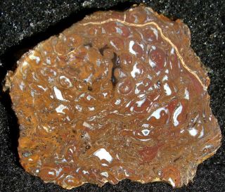 Rare Osmunda Fossil Fern Slab … Gemmy Material With Vibrant Swirls And Eyes