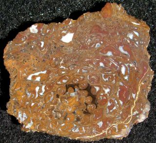 Rare OSMUNDA fossil fern slab … gemmy material with vibrant swirls and eyes 2