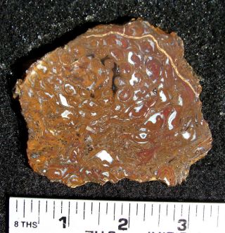 Rare OSMUNDA fossil fern slab … gemmy material with vibrant swirls and eyes 3