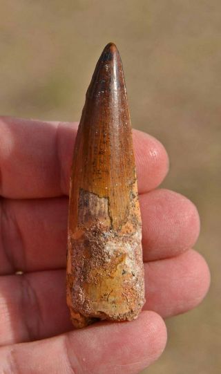 Spinosaurus Tooth 2.  8 Inches,  From Morocco