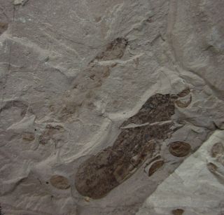Fulgorid Planthoppers and other Insect Fossil,  Inner Mongolia - 70526 2