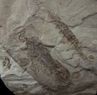 Fulgorid Planthoppers and other Insect Fossil,  Inner Mongolia - 70526 3