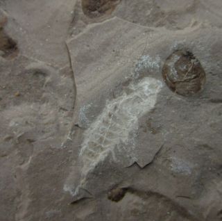 Fulgorid Planthoppers and other Insect Fossil,  Inner Mongolia - 70526 4