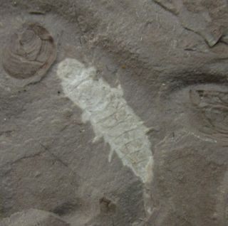 Fulgorid Planthoppers and other Insect Fossil,  Inner Mongolia - 70526 5