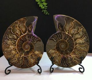 359g Natural A Ancient Ammonite Fossils Slice Nautilus Jade Shell,  Stand