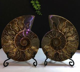 359g Natural A Ancient Ammonite Fossils Slice Nautilus Jade Shell,  Stand 3