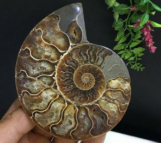 359g Natural A Ancient Ammonite Fossils Slice Nautilus Jade Shell,  Stand 4