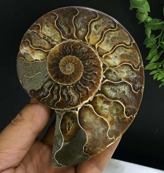 359g Natural A Ancient Ammonite Fossils Slice Nautilus Jade Shell,  Stand 5