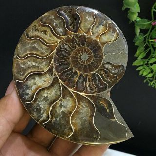 359g Natural A Ancient Ammonite Fossils Slice Nautilus Jade Shell,  Stand 6