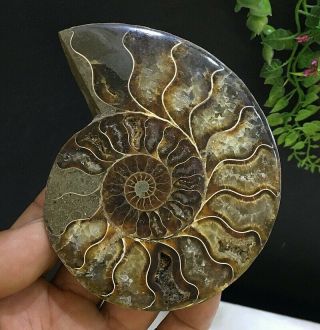 359g Natural A Ancient Ammonite Fossils Slice Nautilus Jade Shell,  Stand 7