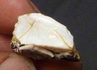 Virgin Valley Precious Opal Petrified Wood Nevada 24cts Displays Dry