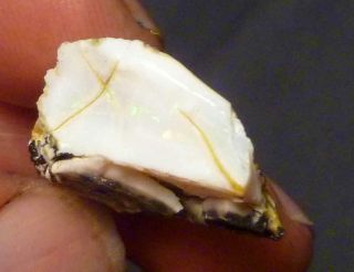 Virgin Valley Precious Opal Petrified Wood Nevada 24cts Displays DRY 2