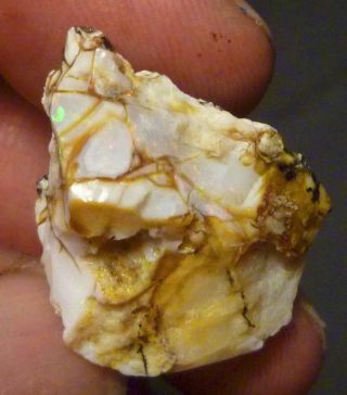 Virgin Valley Precious Opal Petrified Wood Nevada 24cts Displays DRY 3