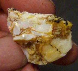 Virgin Valley Precious Opal Petrified Wood Nevada 24cts Displays DRY 4