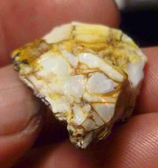 Virgin Valley Precious Opal Petrified Wood Nevada 24cts Displays DRY 5