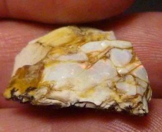 Virgin Valley Precious Opal Petrified Wood Nevada 24cts Displays DRY 7