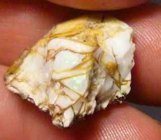 Virgin Valley Precious Opal Petrified Wood Nevada 24cts Displays DRY 8