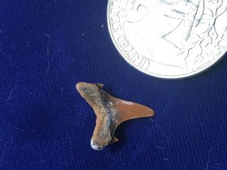 Colorful Carcharias Heathi Fossil Cretaceous Sand Shark Tooth Poison Springs,  CO 2