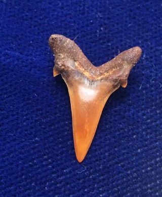 Top Quality Carcharias Heathi Fossil Cretaceous Shark Tooth Poison Springs,  Co
