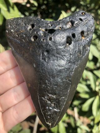 Huge Dark 4.  45” Megalodon Tooth Fossil Shark Teeth Unrestored