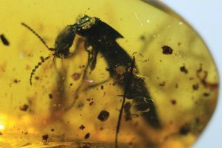 Rare Rove Beetle.  Burmite 100 Natural Myanmar Insect Amber Fossil.