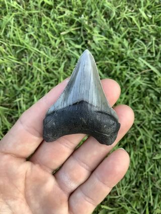 Colorful 2.  52” Chubutensis Fossil Shark Tooth 100 Natural No Restoration