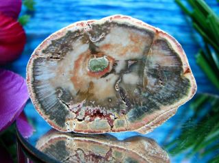 Chromium - Green Coral Flower Petrified Wood Complete Round Slab W/bark