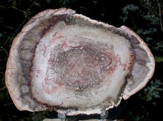 Sis: Almost Perfect Wine Colored Petrified Tree Fern Round - Tietea