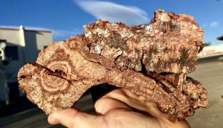 Reilly’s Rocks: Arizona Petrified Wood W/ Rare Polyrporites Wardii Fungus 9.  5 Lb