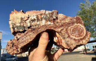 REILLY’S ROCKS: Arizona Petrified Wood W/ Rare Polyrporites Wardii Fungus 9.  5 Lb 2